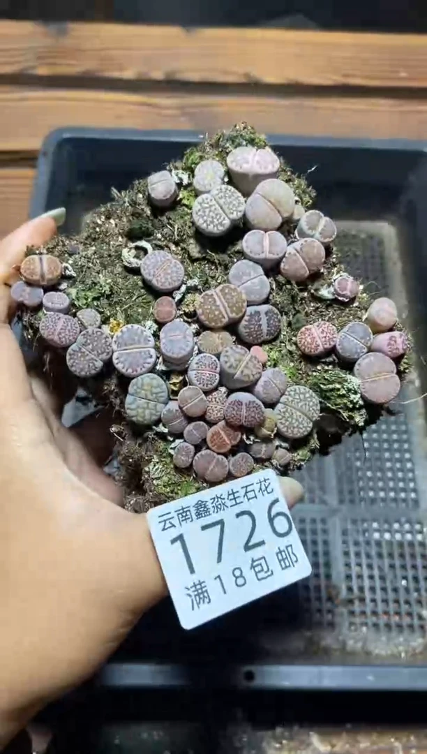 【闪购商品】1726寿丽玉切糕有疤瑕疵