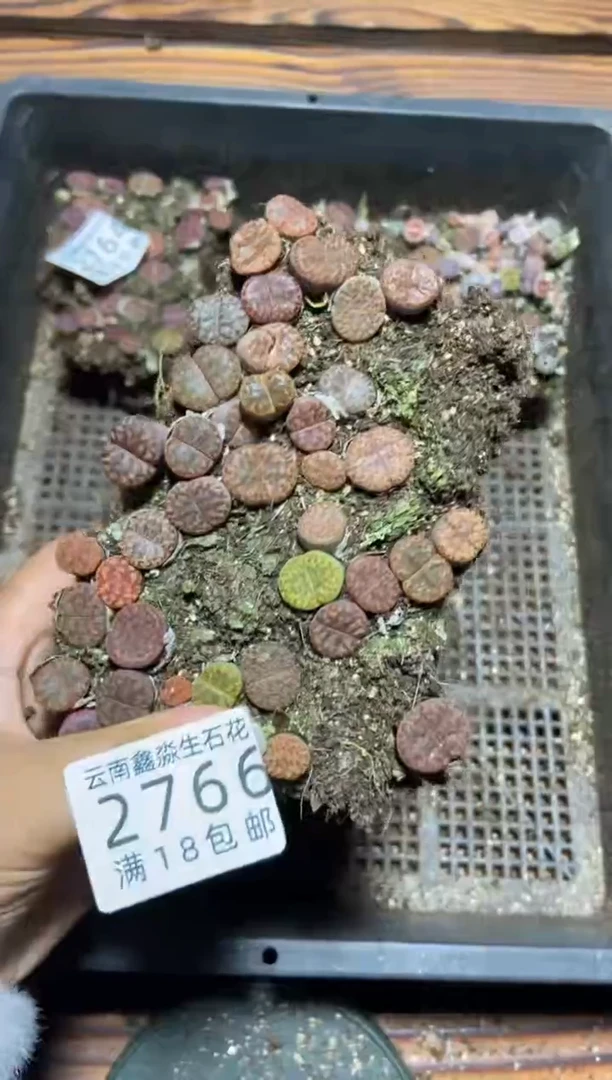 【闪购商品】2766柘榴玉切糕微瑕