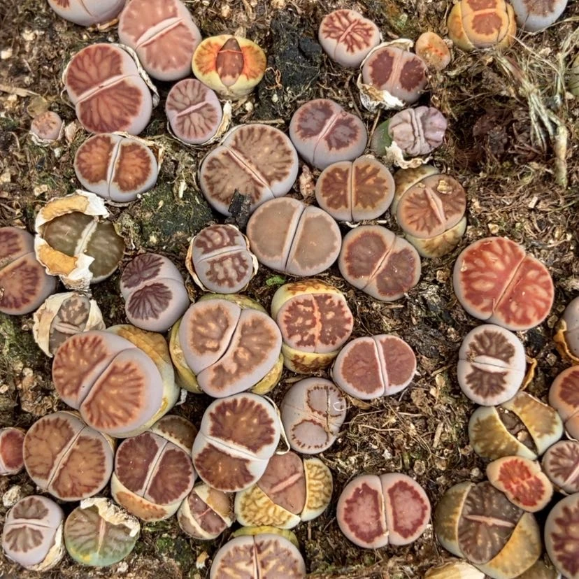 【闪购商品】3545菊切糕