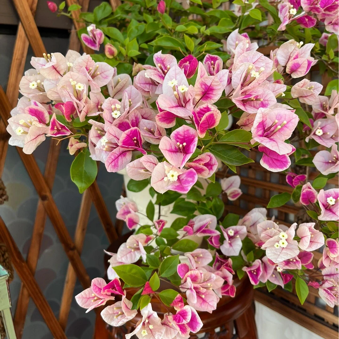 【漳红樱】百变花蝴蝶/渐变花色/勤花四季开基地直发三角梅花