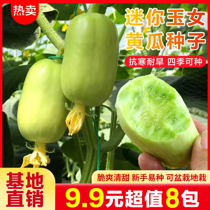 【抢!9.9元8包】水果黄瓜玉女小黄瓜种子阳台盆栽庭院种植