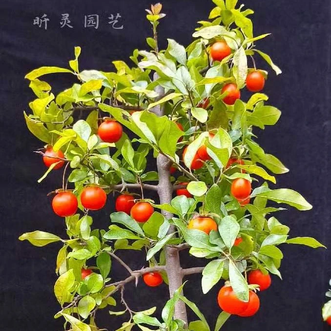 金弹子地景原生母桩花生果葫芦果冬瓜果各种果形地景苗一物一拍