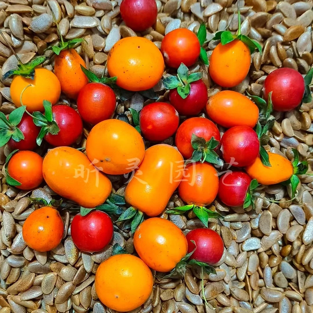 2023年现洗新种，金弹子新鲜灌木种子，混合性品种 盆景素材种子