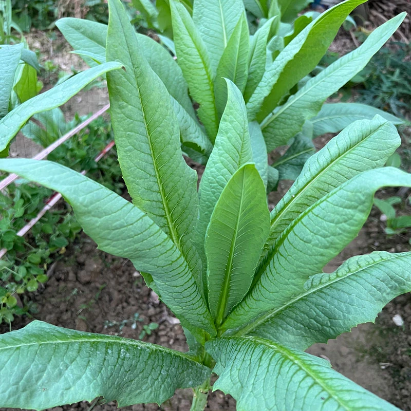 麦菜唛菜种子大全八甲唛深圳唛春湾唛博白唛阳春甜唛高州麦恩平唛