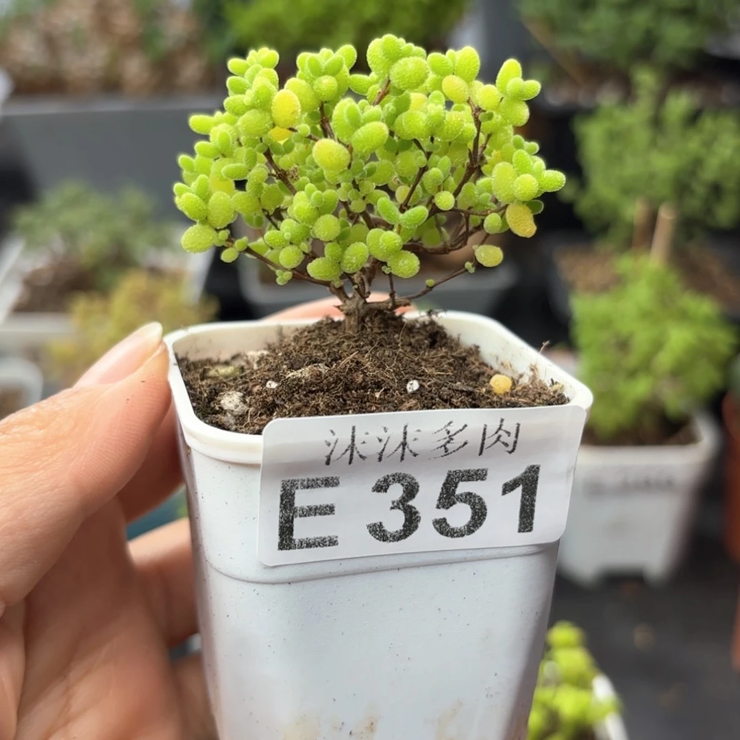 蜜橘糖球351。