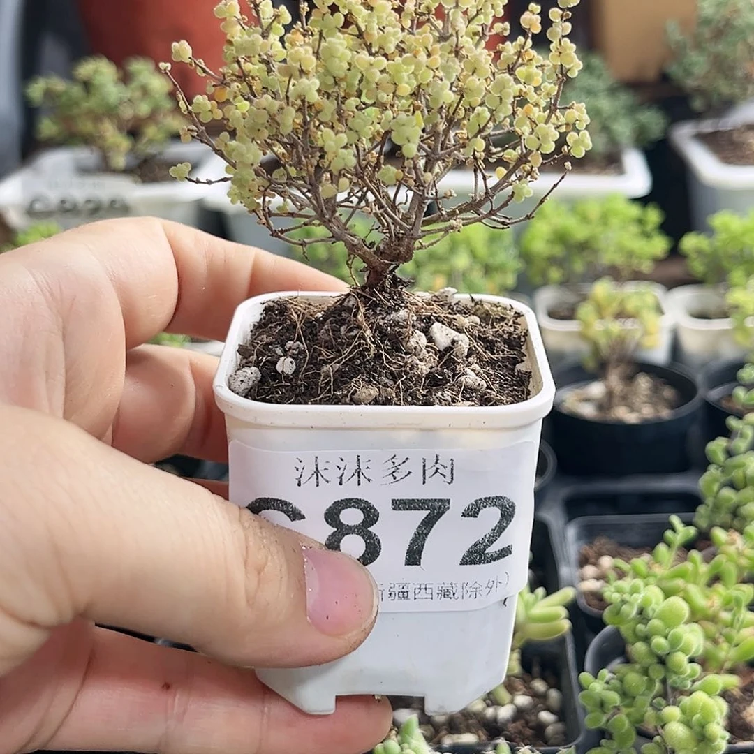 小小米枝干番杏872。