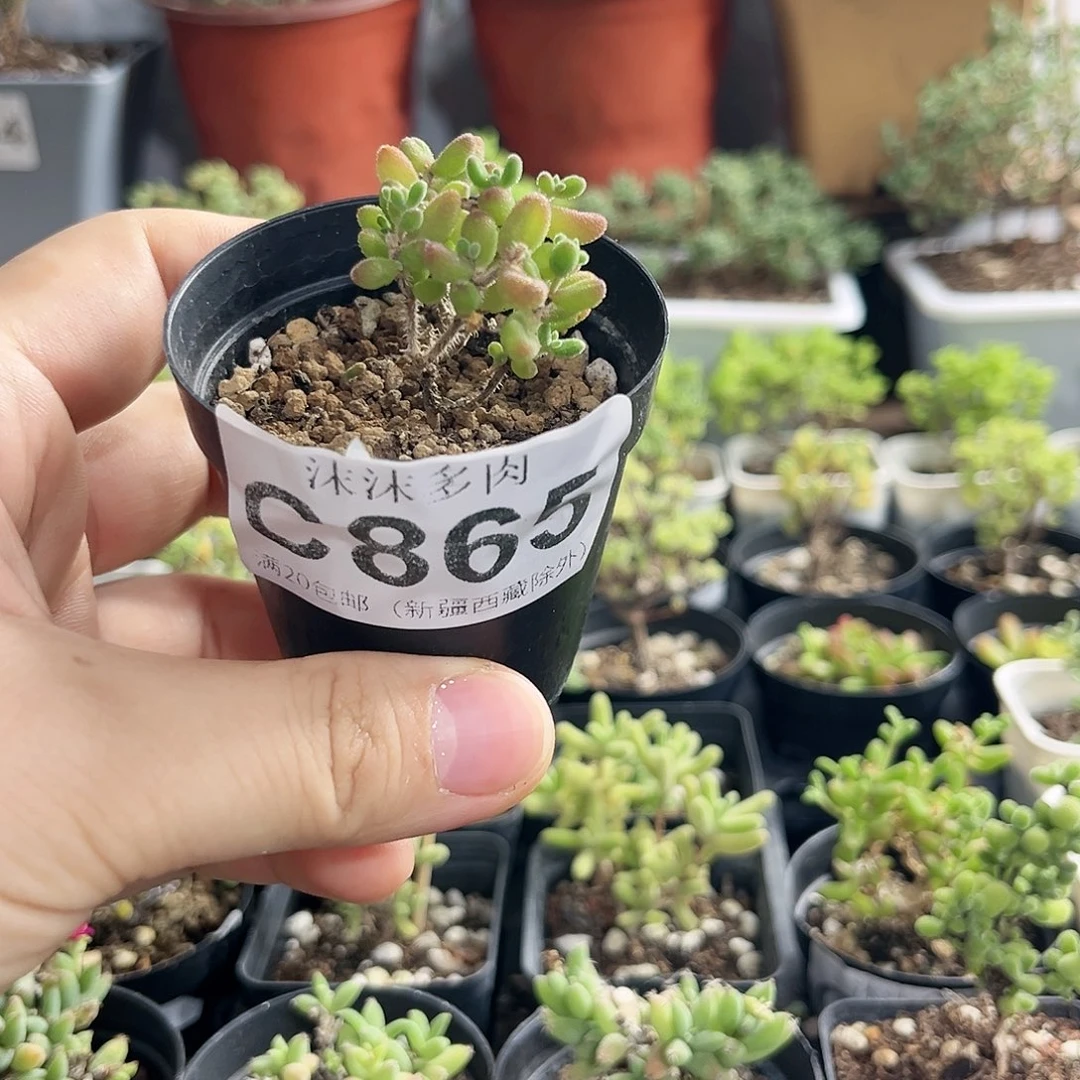 红宝石枝干番杏865。