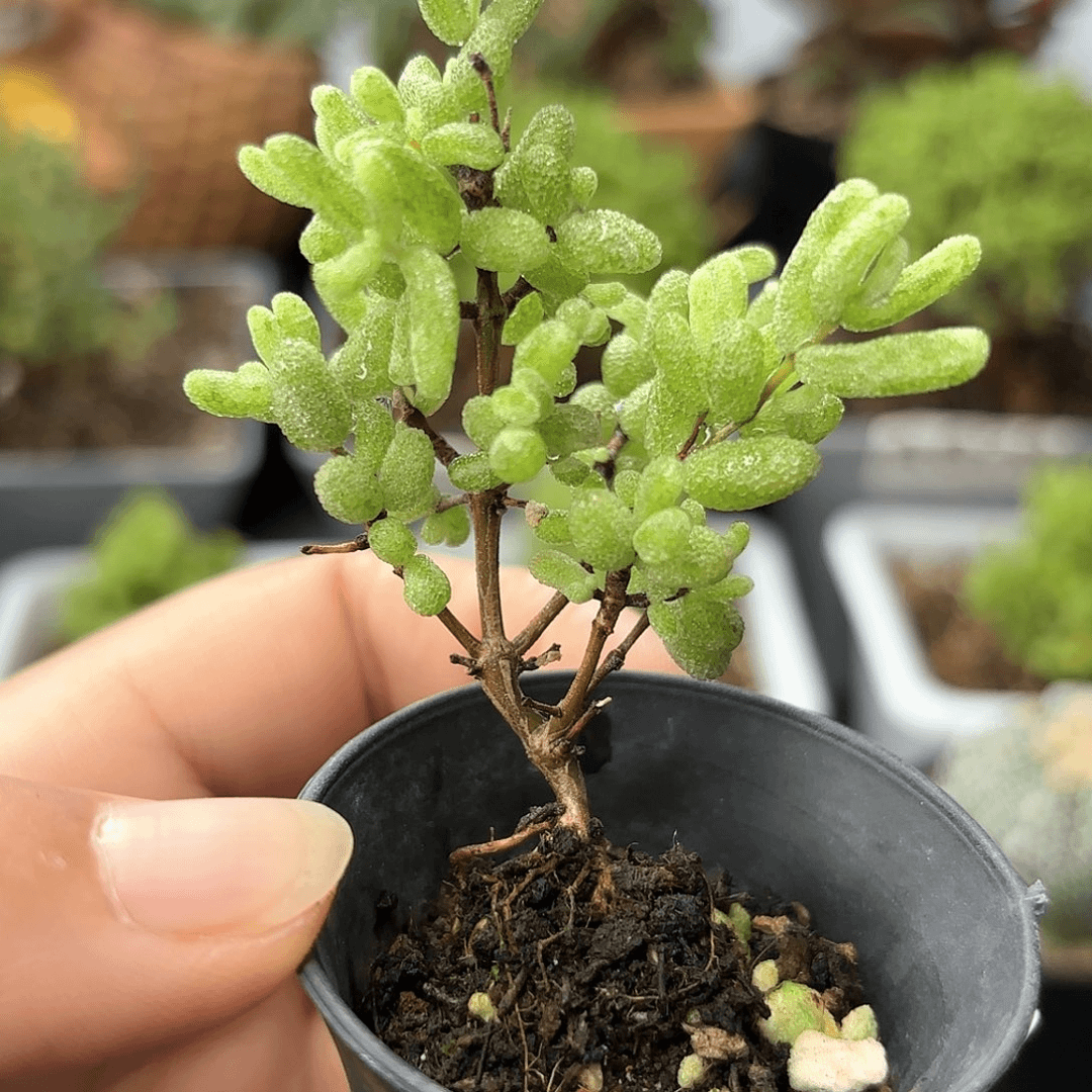 糖球白虎斑锦687。
