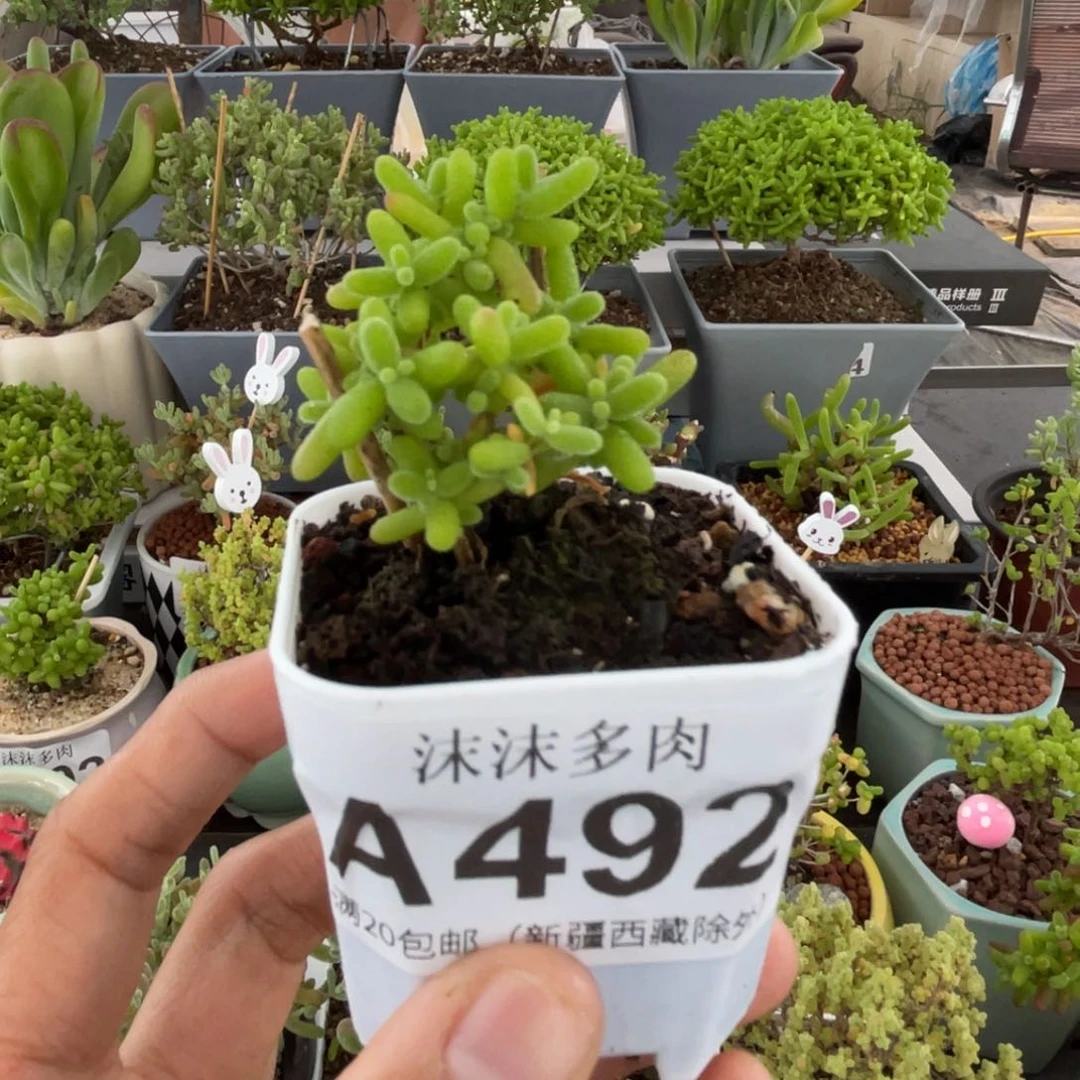 492蜜桔糖球枝干