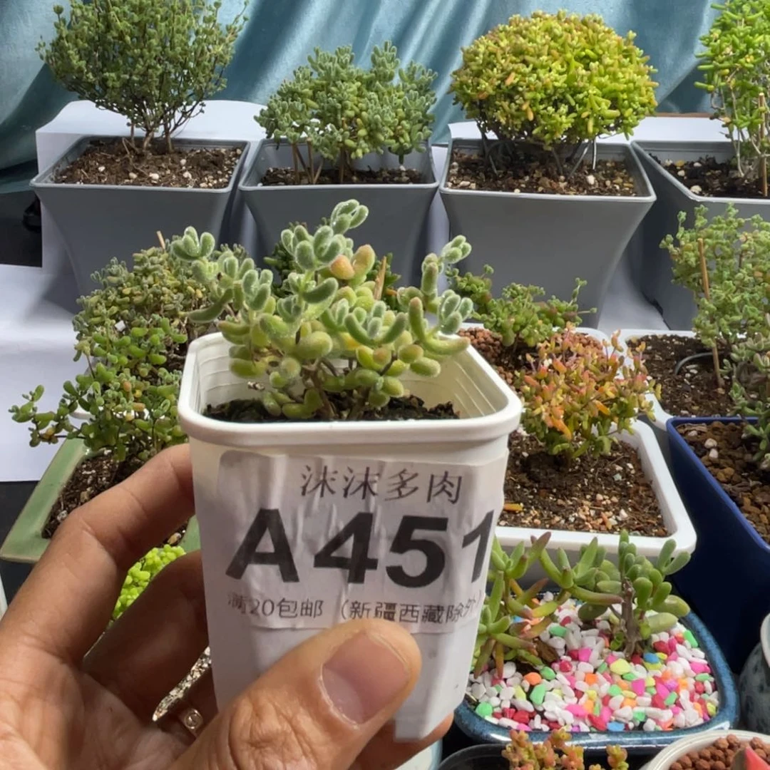 啾*?451冰晶枝干番杏