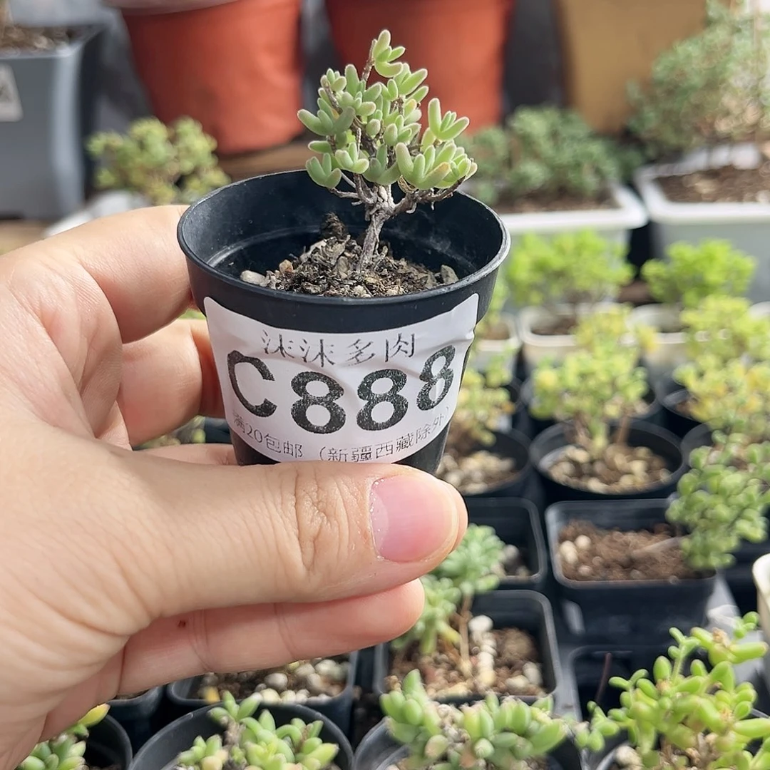 紫晶枝干番杏888。
