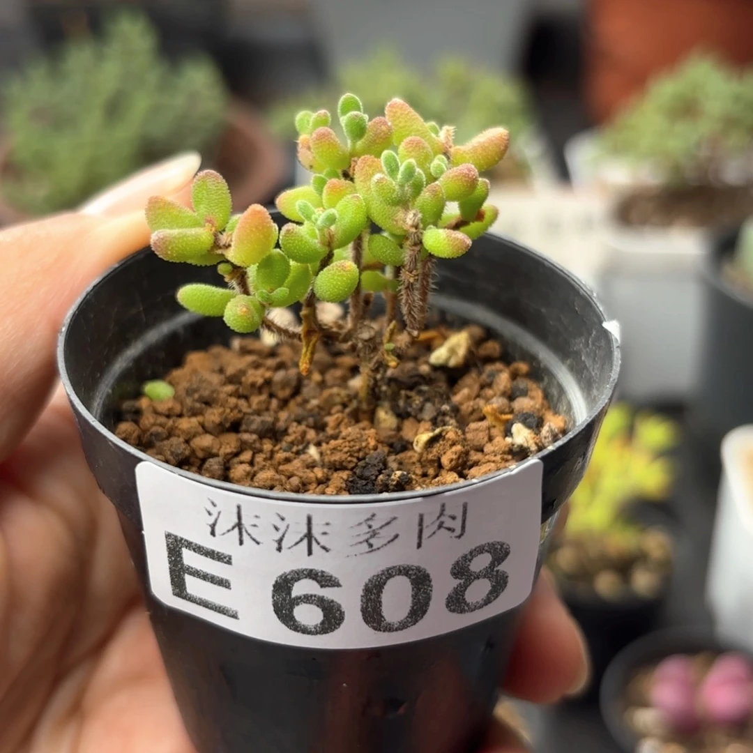 红宝石608。