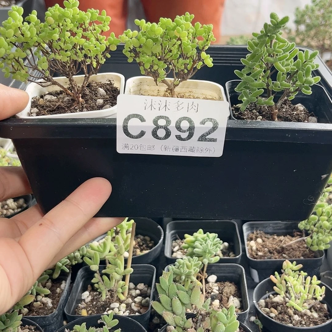 肉*组合枝干番杏892。