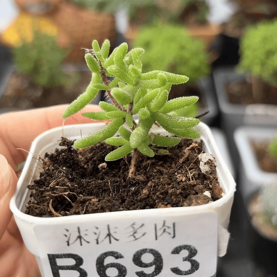 狐尾枝干693。