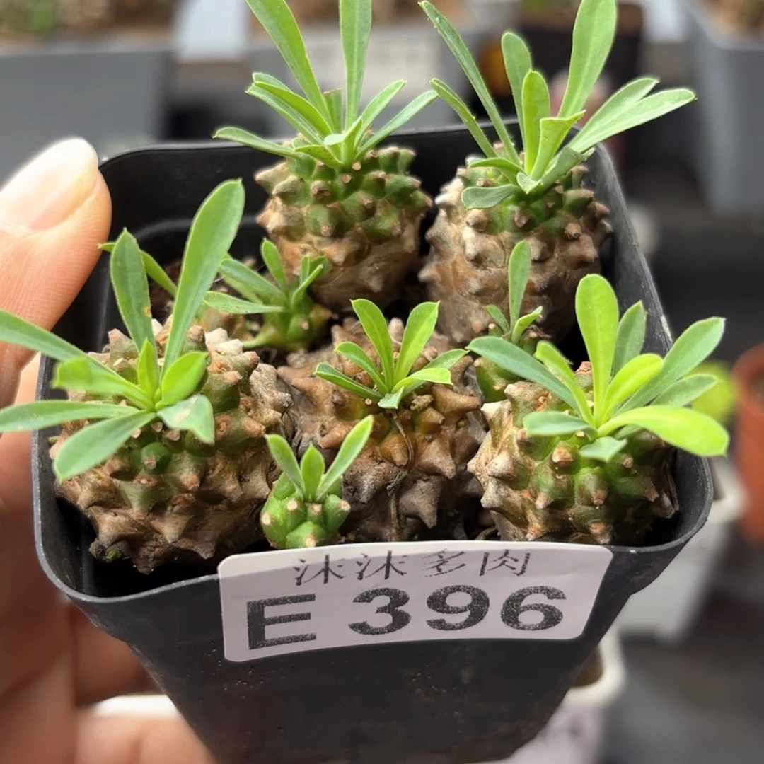 菠萝396。