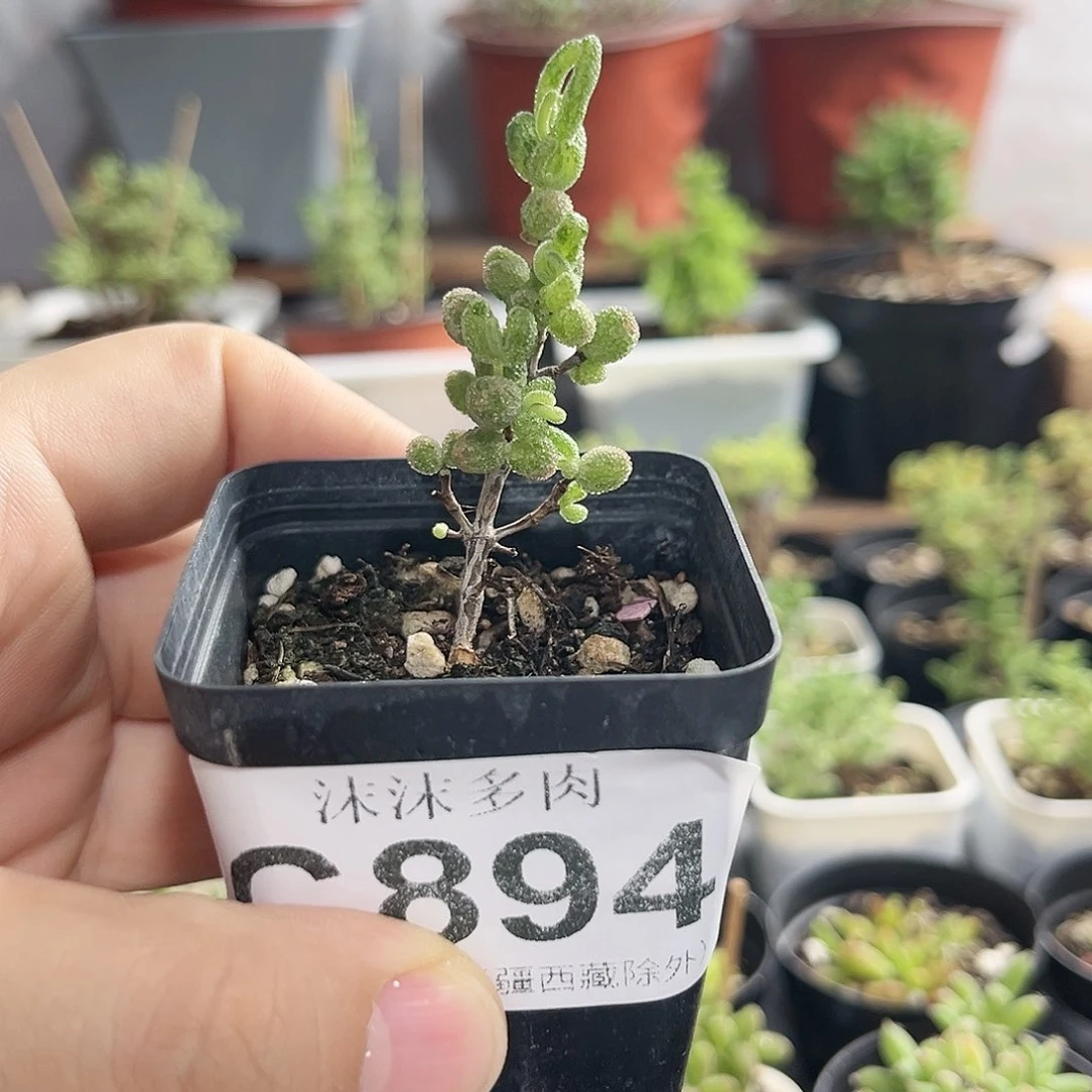 白虎斑锦枝干番杏894。