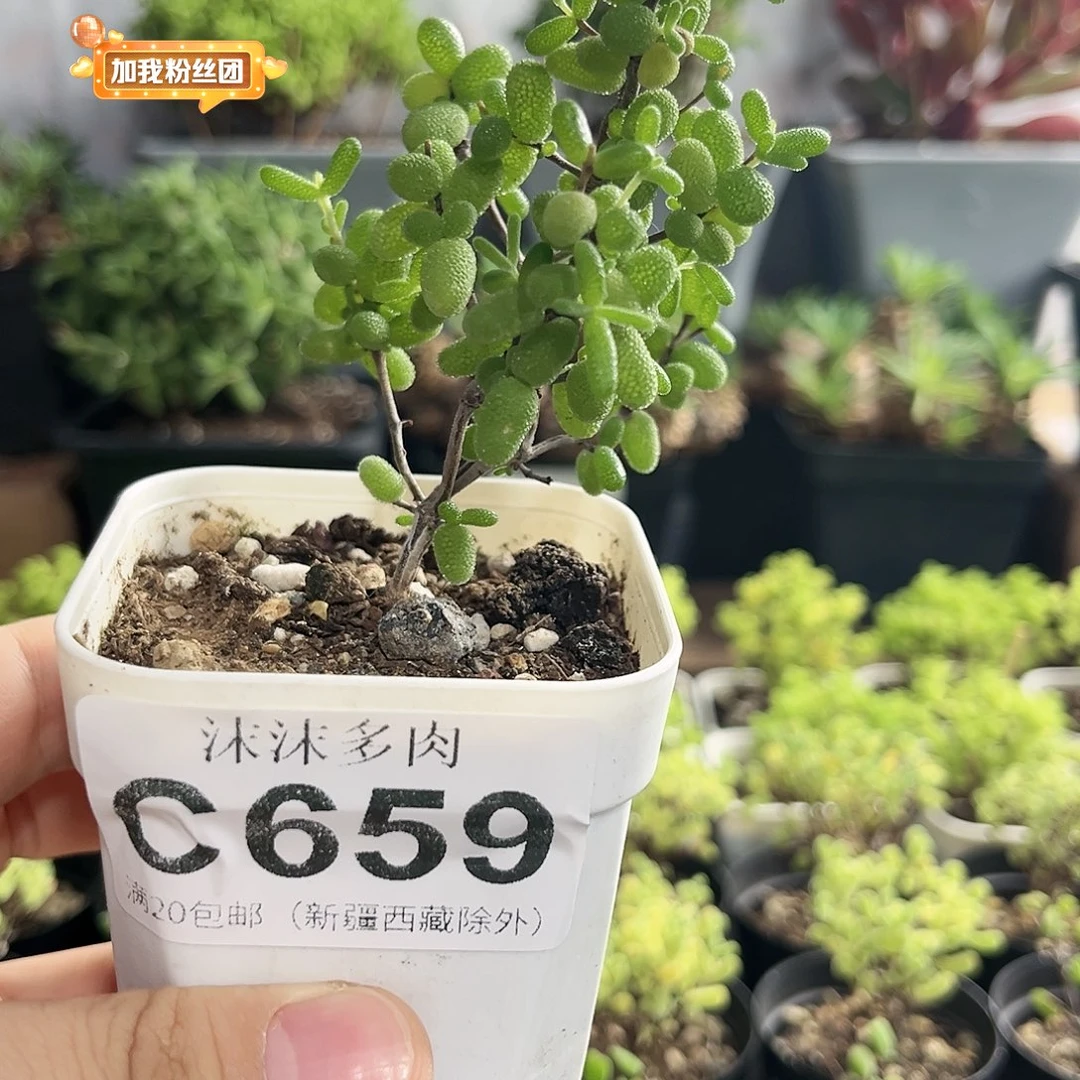 蜜叶糖球枝干番杏659。