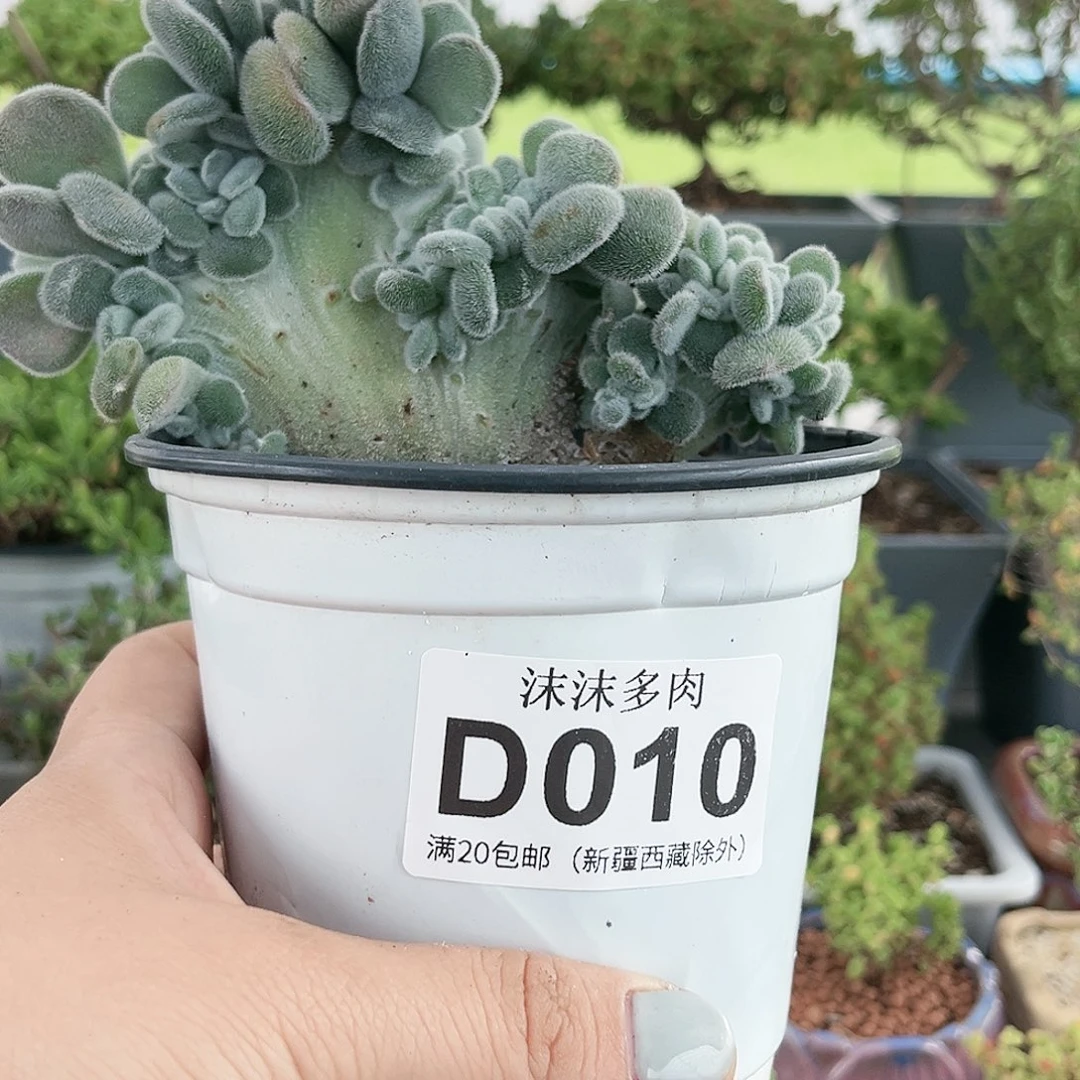 余*雪晃星缀化。       010。