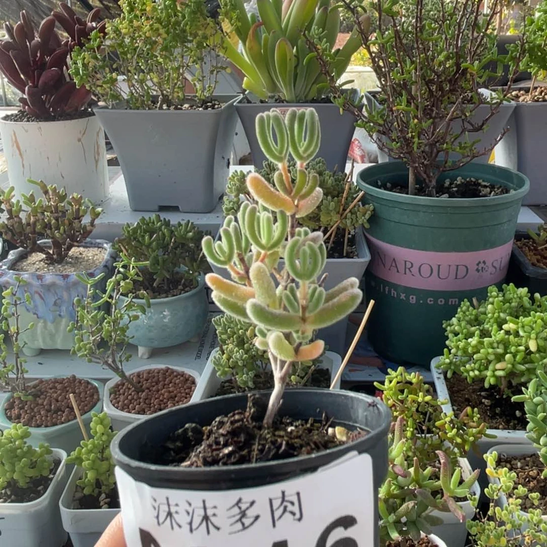 316红叶枝干番杏