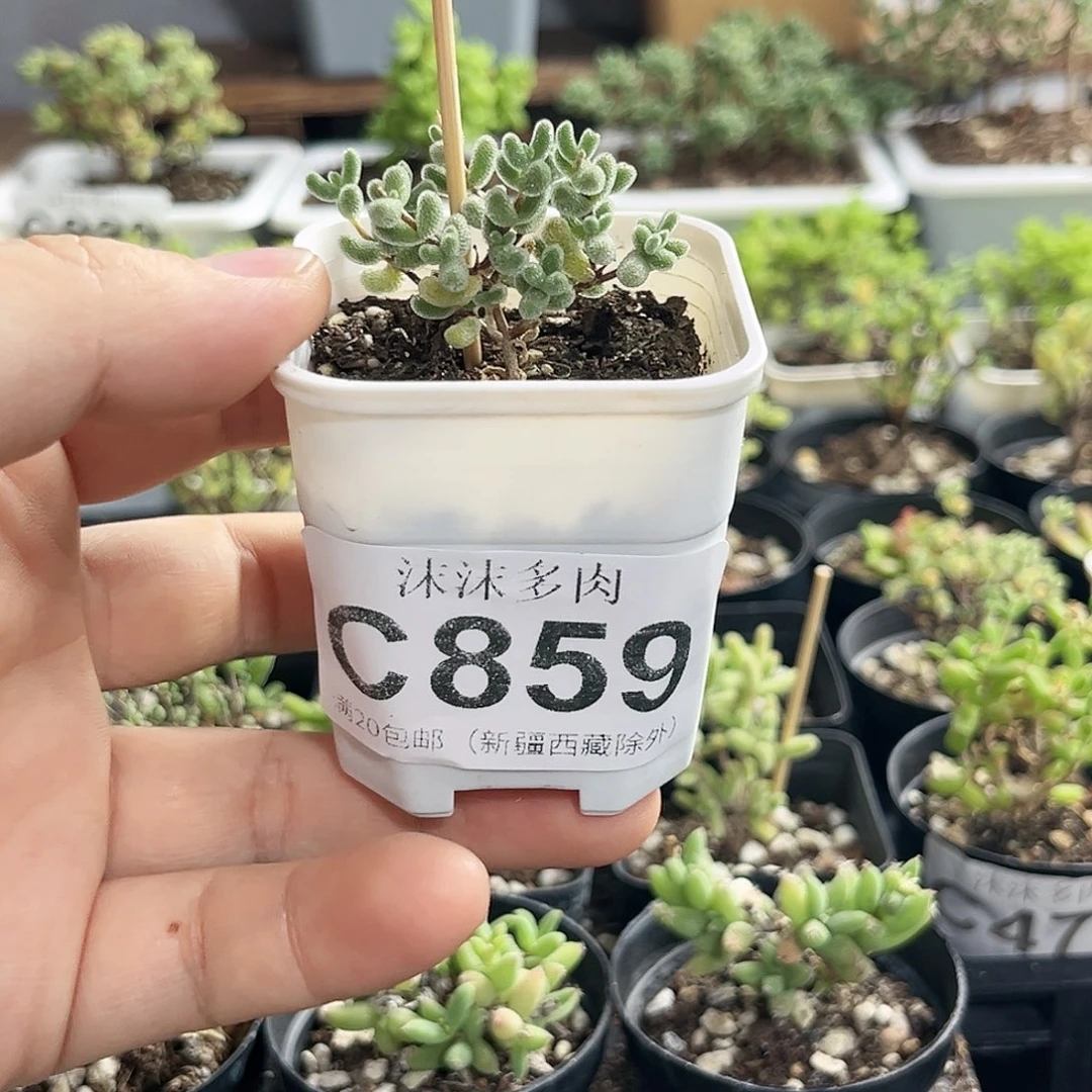 冰晶枝干番杏859。