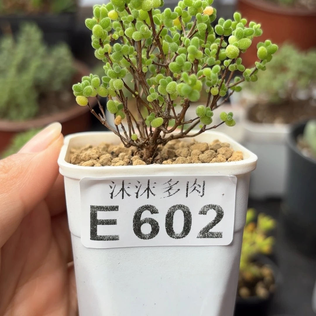 蜜橘糖球602。