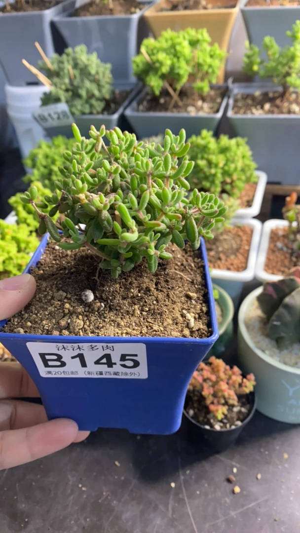 红宝石枝干番杏