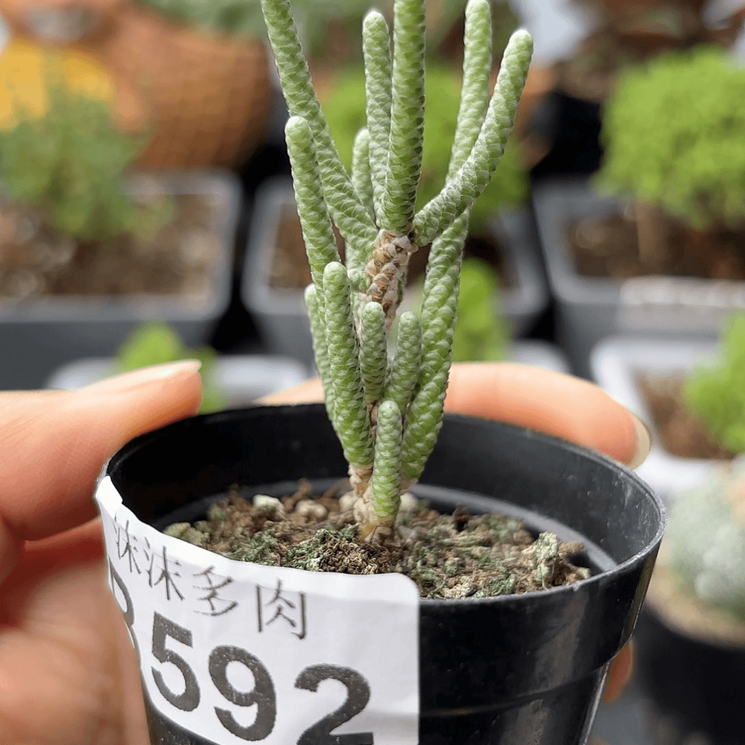 银蚕592。