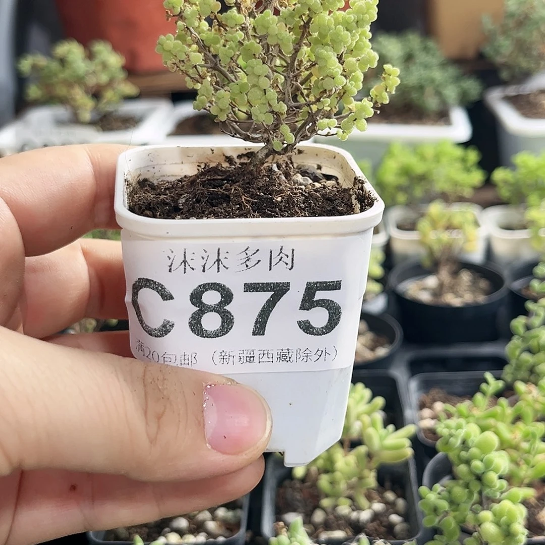 小小米枝干番杏875。