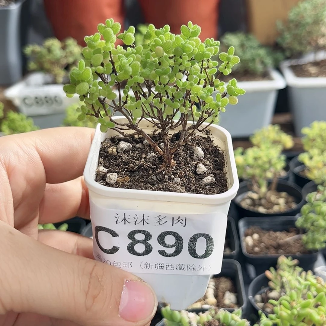 蜜橘糖球枝干番杏890。