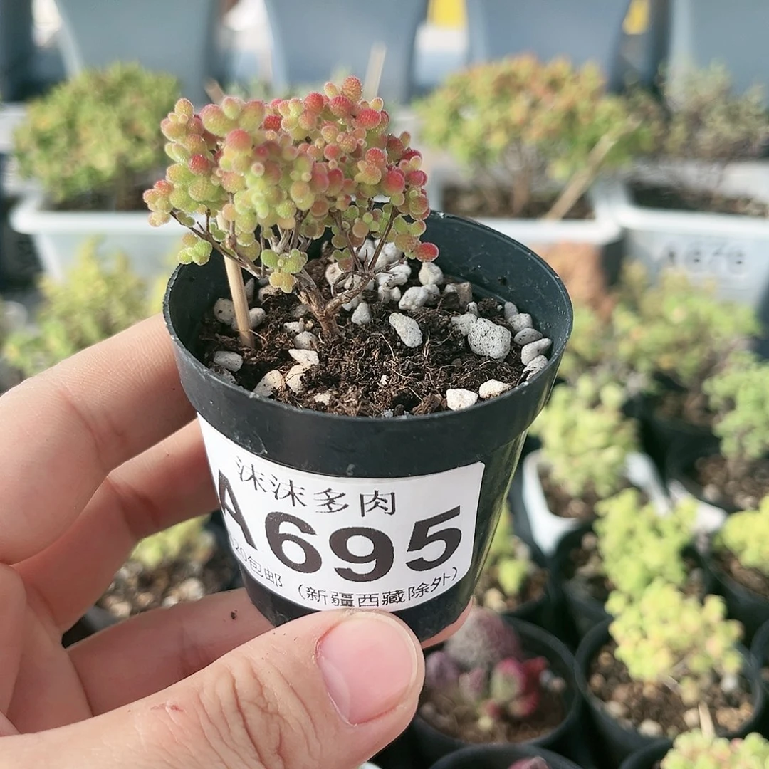 蜜橘糖球枝干番杏695。