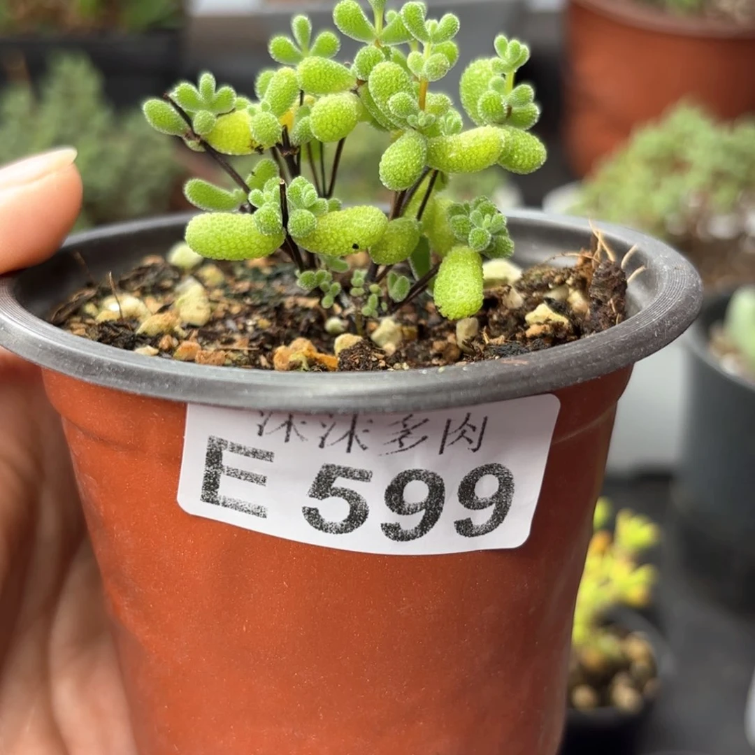 翡翠599。