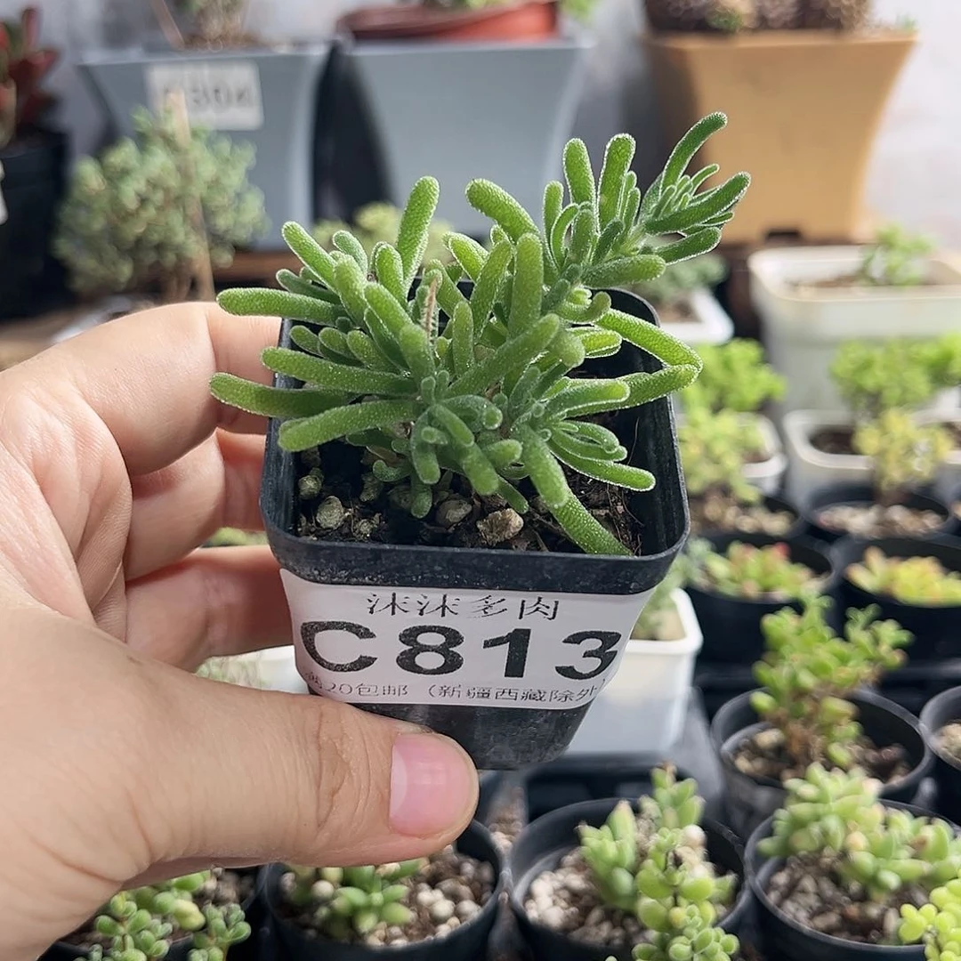 荧光兔枝干番杏813。