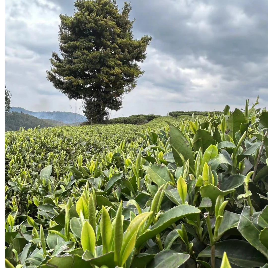 【寄存发货代拍】大小陈茶铺