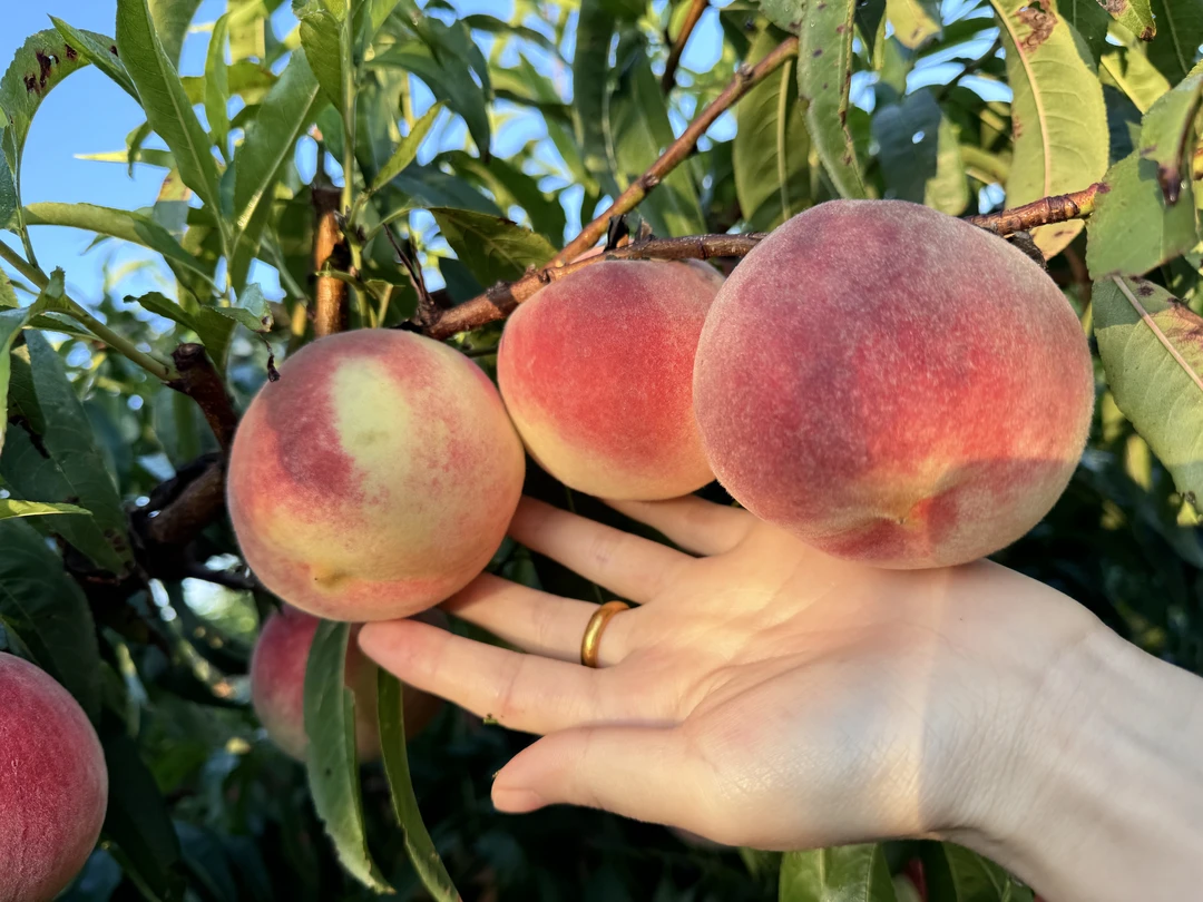 （裂口带果锈大果王）山东青岛产地金秋红蜜脆桃脆甜多汁现摘现发