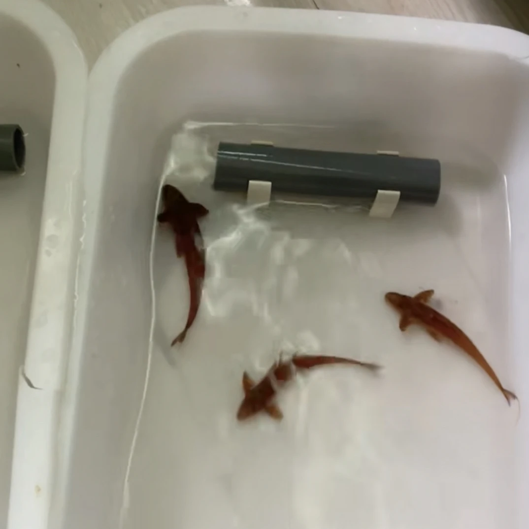 红蜻蜓直升机种鱼、红体到家即可繁殖