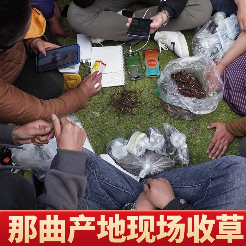 5 2025年西藏那曲雪山高海拔新鲜冬虫夏草现场直播收草
