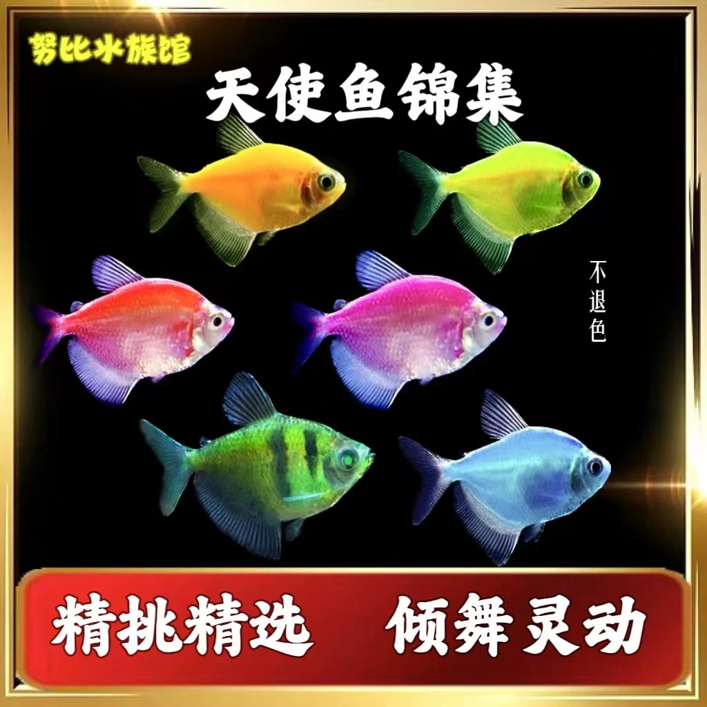 【小天使鱼】柠檬青苹果紫绿老虎七彩群游小型淡水好养热带观赏活体