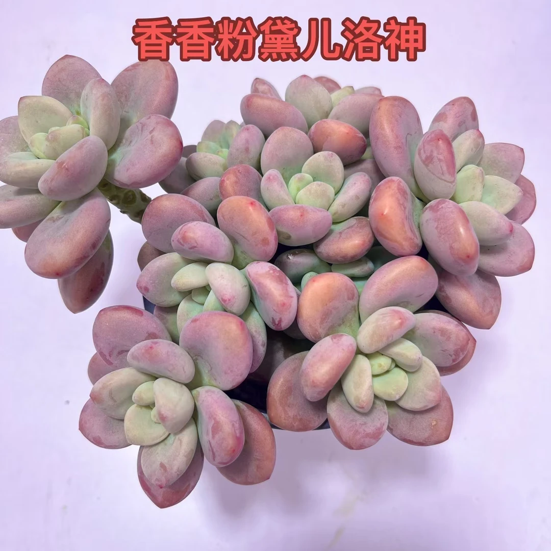 【红洛神】 带盆带土 少水喜阳 耐冻多肉 好养 带香味多肉