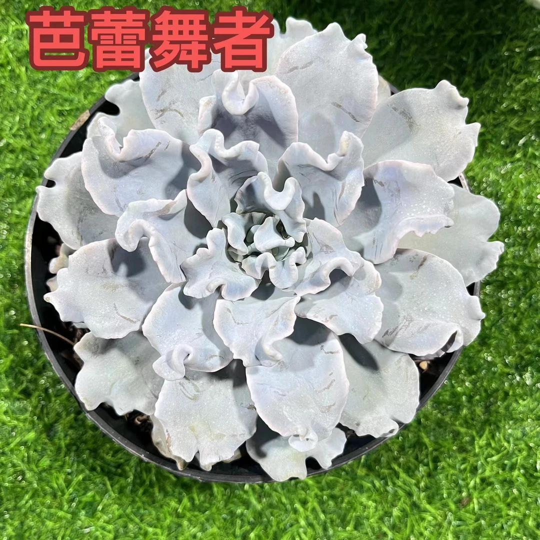 【芭蕾舞者】脱土发 纸巾打包 多肉植物 新手好养 耐冻