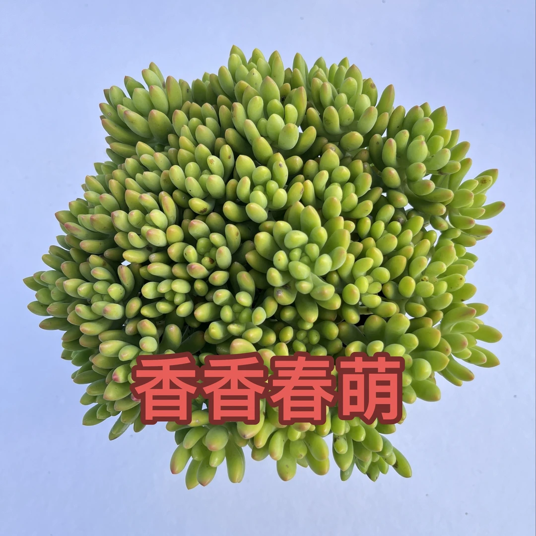 【香香春萌】带盆带土 喜阳少水 新手好养 带香味 云南发货 包邮