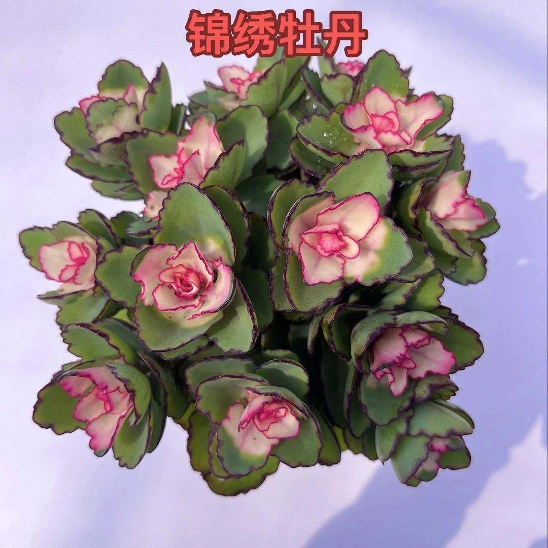 【锦绣牡丹】 带盆带土发 8.8 好养精品 云南基地现发 精控精养的