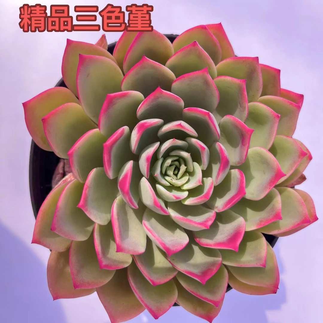 【精品三色堇】 带盆带土  9.9包邮 好养活 云南多肉基地 现货 直发