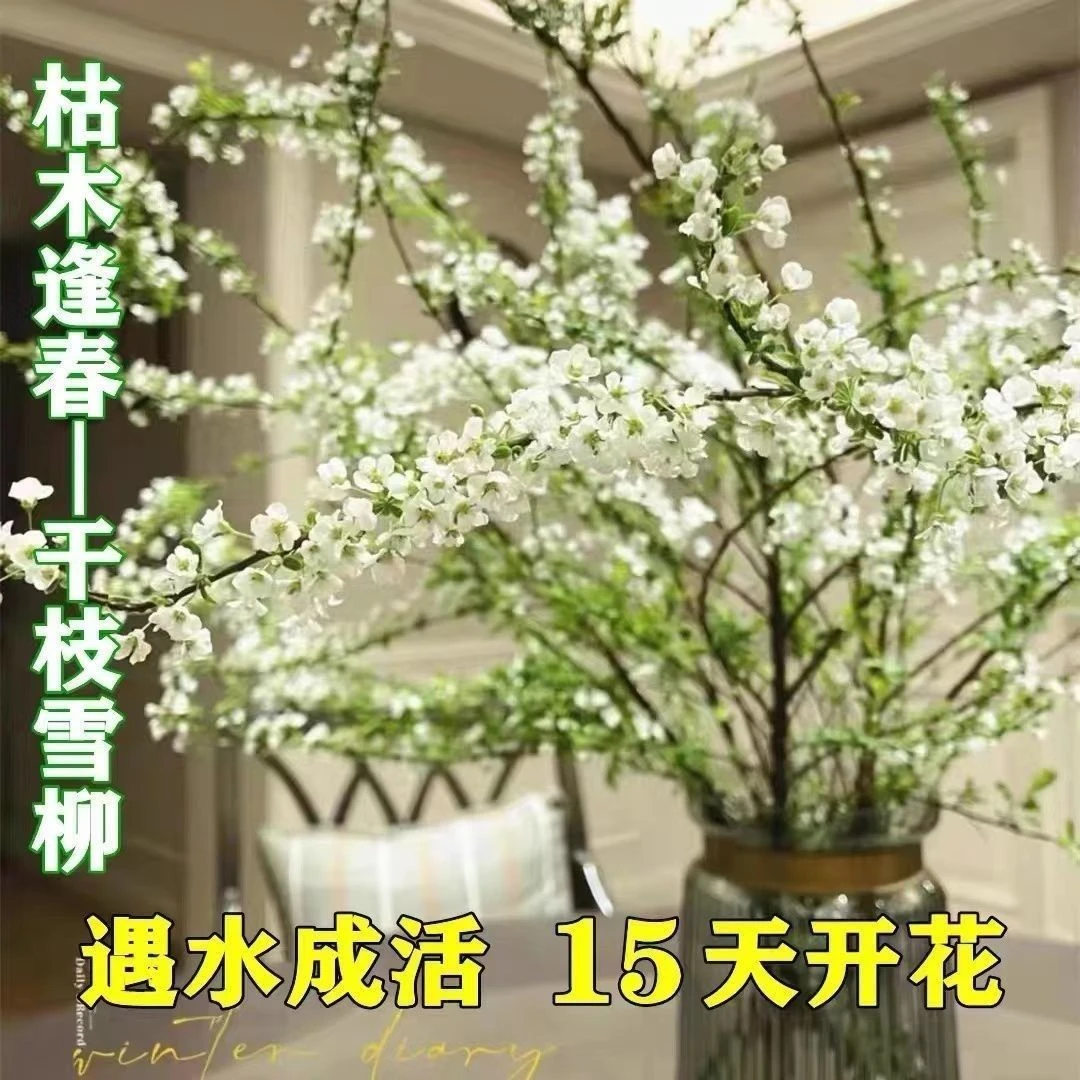鲜枝雪柳枯木逢春鲜花基地直发雪柳水培耐寒遇水室内开花水培植物
