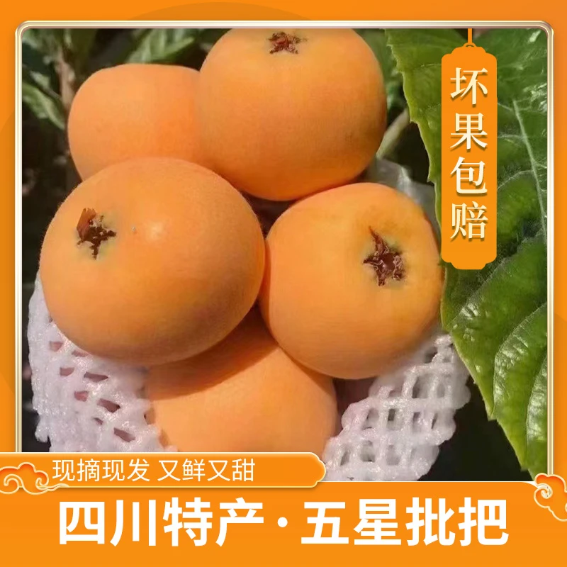精选品质五星大果枇耙好吃树上采摘新鲜孕妇水果多汁坏果包赔