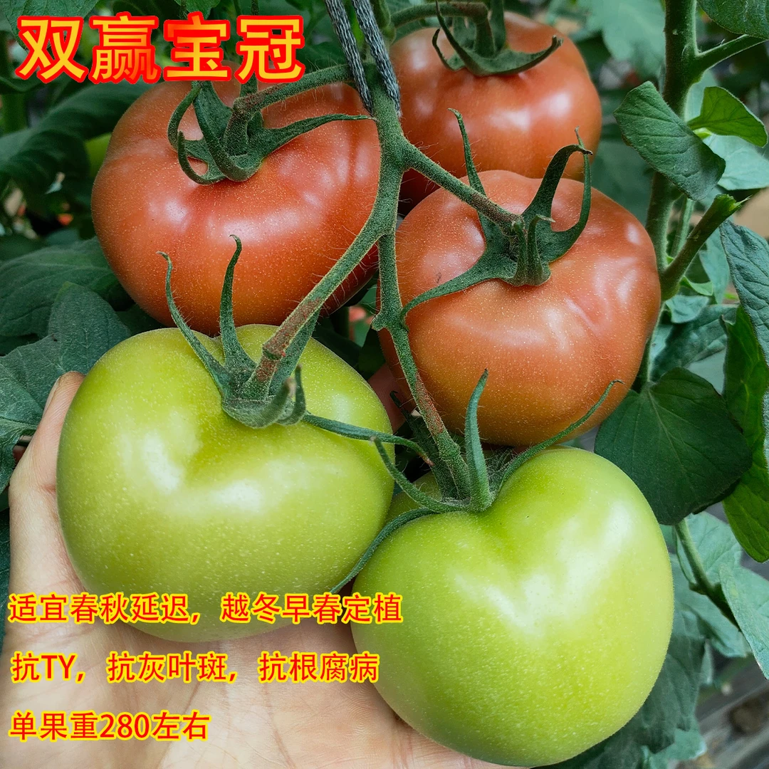 双赢宝冠番茄抗灰叶斑抗根腐病四季可种单果280g左右厂家直发
