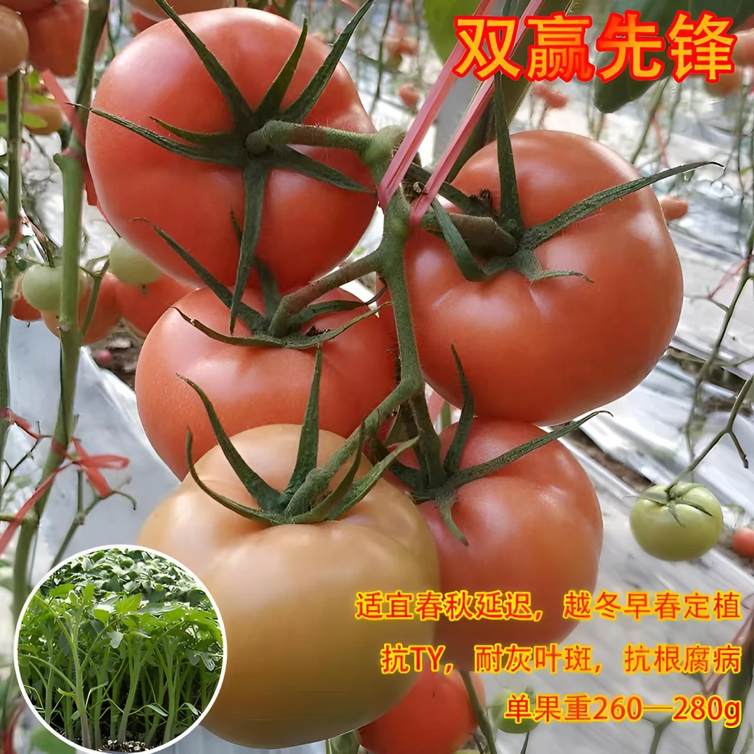 双赢先锋番茄适宜秋延迟越冬早春定植单果重260-280厂家直发