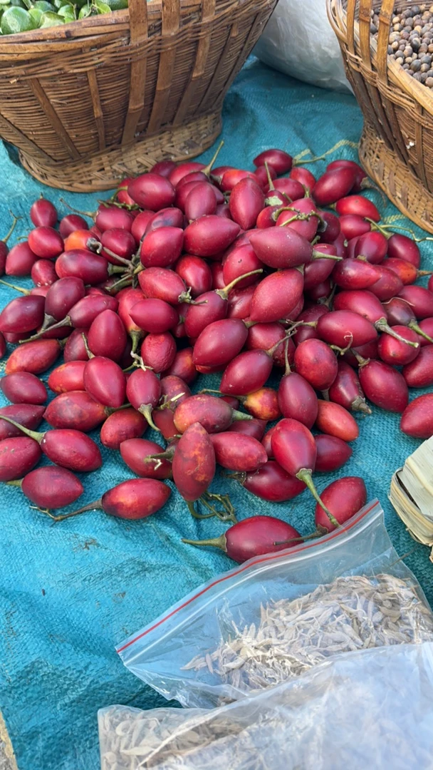 走夷方现收-深山采摘-大树鸡蛋果