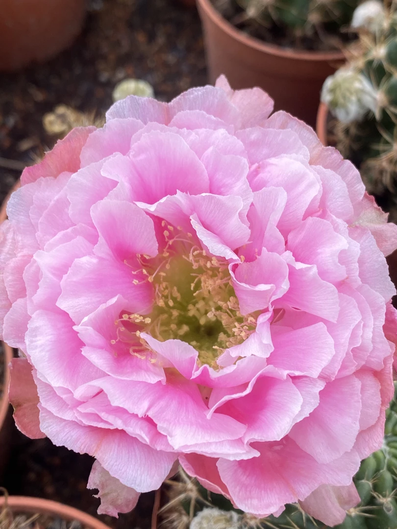 L33牡丹丽花仙人球带盆发货