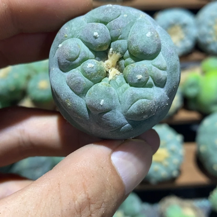 【闪购商品】哥***看开播福利诗僧