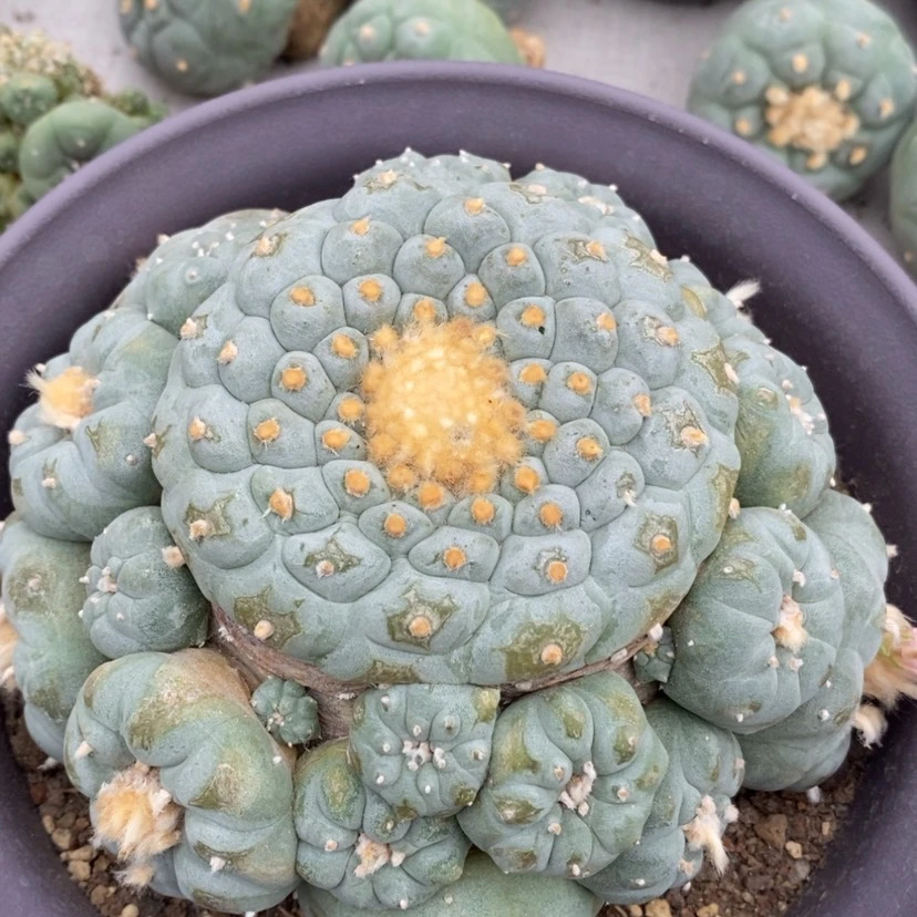 【闪购商品】开播福利自根萝卜根仙人球